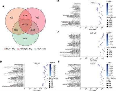 High Glucose Causes Distinct Expression Patterns of Primary Human <mark class="highlighted">Skin Cells</mark> by RNA Sequencing